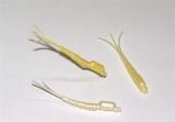 Mayflybody