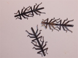 Steinfliegenbeine aus elastischem Kunststoff
